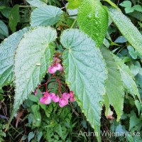 <i>Begonia malabarica</i>  Lam.